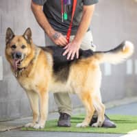 Photo of Kobe