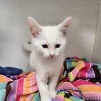 Photo of Cereal Kittens