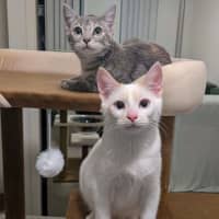 Photo of Barney And April 