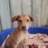 Photo of Tip (Tippy)