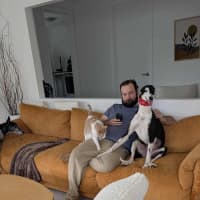 Photo of Betsy, The Cat Friendly Greyhound