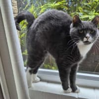 Photo of Butternut