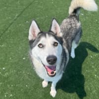 Photo of Missy Imp 2459