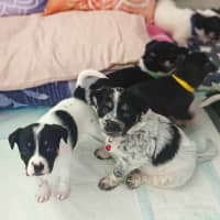 Photo of Miss Pepper And The Peppercorns