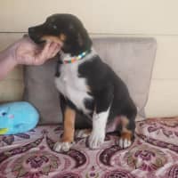 Photo of Tucker