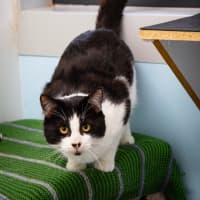 Photo of Caspian