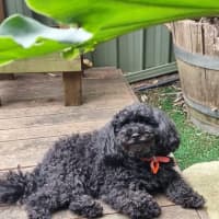 Photo of Hershey & Sugar 💗