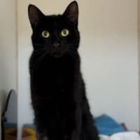 Photo of Lucifer