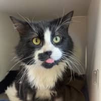 Photo of Motley
