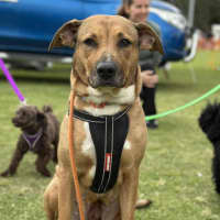 Photo of Quizzle