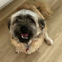 Photo of Rusty