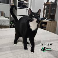 Photo of Iyengar