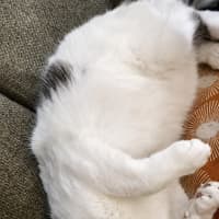 Photo of Lucky