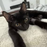 Photo of Toothless