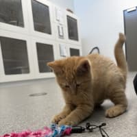 Photo of Garfield