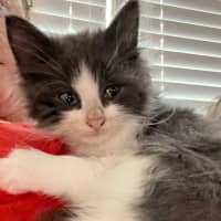 Photo of Smudge