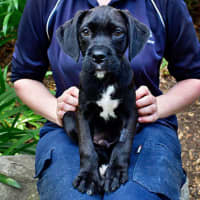 Photo of Indiana Bones