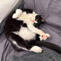 Photo of Charlie   Located In Brunswick West