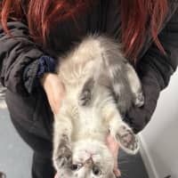 Photo of Sapphire