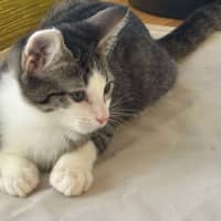 Photo of Pepsi