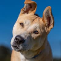 Photo of Spud Imp 1266