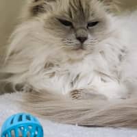 Photo of 🐱 Nahla 6461 🐱