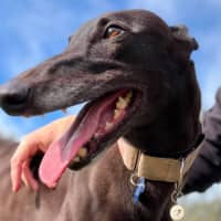 Photo of Merida The Greyhound