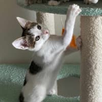 Photo of Bok Choy   Meet Me At Vets On Parker 