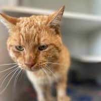 Photo of Ginge