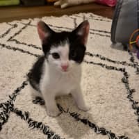 Photo of Penelope Meet Me@Petstock Carrum Downs