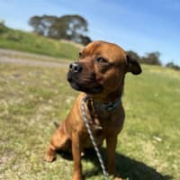 Photo of Tyson 