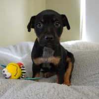 Photo of Calli