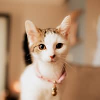 Photo of Phineas & Ferb