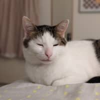 Photo of Merlin   Located In Wallan