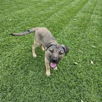 Photo of Bandit