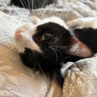 Photo of Bessie *9 Lives Project Rescue*