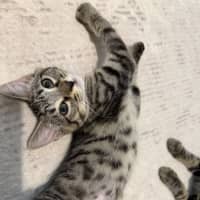 Photo of Nova *9 Lives Project Rescue*