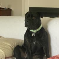 Photo of Reggie