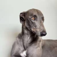 Photo of Juno The Greyhound 