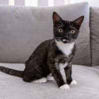 Photo of Thimble