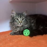Photo of Bongo