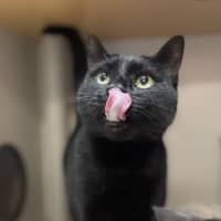 Photo of Soot