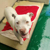 Photo of Casper (64982)