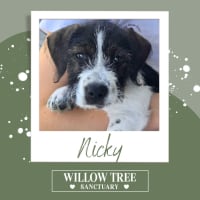 Photo of Nicky
