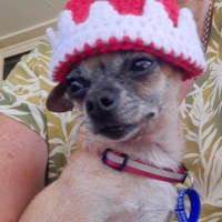 Photo of Pixie   3 Year Old Chihuahua