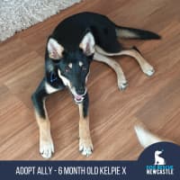 Photo of Ally   6 Month Old Kelpie X