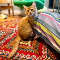 Photo of Salsa   In Foster Care In Brunswick East