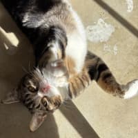 Photo of Pretzel