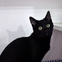 Photo of Pumpkin