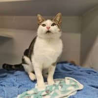 Photo of Miss Patricia Peanut